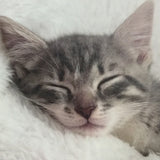 Kitten Card / Greeting Card / Personalised for any Occasion - Little Bun Designs UK